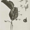 A species of sarcophrynium, a handsome foliage plant in the Liberian undergrowth