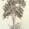A very tall dracæna or dragon tree in the Liberian forest