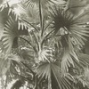 The borassus palm