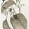 A climbing culcasia arum (C. Scandens)