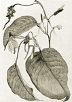 A climbing culcasia arum (C. Scandens)