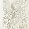 Atroxima liberica