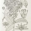 Androsiphonia adenostegia. 1. Flowering branch (nat. size). ; 2. Floral leaf (enlarged). ; 3. Section of flower (enlarged). ; 4. Part of corona (enlarged). ; 5. Staminal tube laid open (enlarged). ; 6. Section of ovary (enlarged).