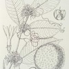 Clitandra nitada. 1. Flowering branch 9nat. size). ; 2. Flower (enlarged). ; 3. Calyx and pistil (enlarged). ; 4. Anther (enlarged). ; 5. Fruit, from tracing (nat. size).