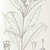Rauwolfia liberiensis