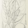 Conopharyngia longiflora. 1. Flowering branch (nat. size). ; 2. Sepal, inner side (enlarged). ; 3. Anther (enlarged). ; 4. Pistil (enlarged). ; 5. Fruit, from tracing (nat. size).