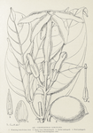 Conopharyngia longiflora. 1. Flowering branch (nat. size). ; 2. Sepal, inner side (enlarged). ; 3. Anther (enlarged). ; 4. Pistil (enlarged). ; 5. Fruit, from tracing (nat. size).