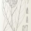 Voacanga caudiflora. 1. Flowering branch (nat. size). ; 2. Leaf (nat. size). ; 3. Calyx laid open with pistil (enlarged). ; 4 and 5. Anthers (enlarged).