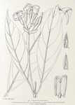 Voacanga caudiflora. 1. Flowering branch (nat. size). ; 2. Leaf (nat. size). ; 3. Calyx laid open with pistil (enlarged). ; 4 and 5. Anthers (enlarged).