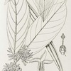 Funtumia africana. 1. Flowering branch (nat. size). ; 2. Section of corolla (enlarged). ; 3. Pistil (enlarged). ; 4. Fruit, one follicle cut off (nat. size). ; 5. Fruit (1/3 nat. size). ; 6. Seed (nat. size).