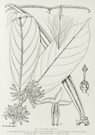 Funtumia africana. 1. Flowering branch (nat. size). ; 2. Section of corolla (enlarged). ; 3. Pistil (enlarged). ; 4. Fruit, one follicle cut off (nat. size). ; 5. Fruit (1/3 nat. size). ; 6. Seed (nat. size).