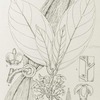 Funtumia elastica. 1. Flowering branch (nat. size). ; 2. Portion of leaf, showing the pits in the nerve axils (enlarged). ; 3. Flower (enlarged). ; 4. Section of calyx with pistil (enlarged). ; 5. Anther (enlarged). ; 6. Fruit, one follicle ( nat. size). ; 7. Fruit (1/3 nat. size).