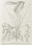 Funtumia elastica. 1. Flowering branch (nat. size). ; 2. Portion of leaf, showing the pits in the nerve axils (enlarged). ; 3. Flower (enlarged). ; 4. Section of calyx with pistil (enlarged). ; 5. Anther (enlarged). ; 6. Fruit, one follicle ( nat. size). ; 7. Fruit (1/3 nat. size).