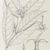 Alafia parciflora. 1. Flowering branch (nat. size). ; 2. Calyx and pistil (enlarged). ; 3. Section of corolla (enlarged). ; 4. Anther (enlarged).