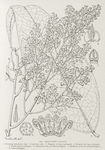 Afrodaphne caudata. 1. Flowering branch (nat. size). ; 2. Leaf (nat. size). ; 3. Diagram of flower (enlarged). ; 4. Perianth laid open (enlarged). ; 5. Fertile stamen (enlarged). ; 6. Staminode of the 3rd whorl (enlarged). ; 7. Staminode of the 4th whorl (enlarged). ; 8. Ovary (enlarged).