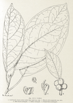 Ficus Vogelli. 1. Leaf - branch, leaves rather smaller than usual (nat. size). ; 2. Branch with receptacles (nat. size). ; 3. Male flower (enlarged). ; 4. Anther (enlarged). ; 5. Female flower (enlarged).