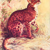 The Golden cat (Felis celidogaster).