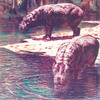 The Pygmy hippopotamus ( Hippopotamus liberiensis).