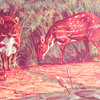 The Water chevrotain (Dorcatherium aquaticum).