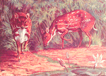The Water chevrotain (Dorcatherium aquaticum).
