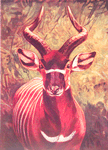 The Bongo tragelaph (Boocerus euryceros).