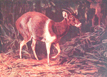 The White - shouldered Duiker, or Jentink's Duiker: known to the Liberians as " Four- eyes " (Cephalaphus jentinki). Peculiar to Liberia.