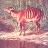 The Zebra antelope (Cephalophus doriæ). Peculiar to Liberia.