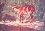 The Zebra antelope (Cephalophus doriæ). Peculiar to Liberia.