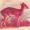 Maxwell's duiker (Cephalophus maxwellii). The Filantomba of Sierra Leone.