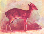 Index