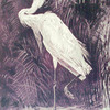Ardea alba (The great egret or white heron).