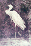 Ardea alba (The great egret or white heron).