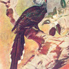The White - crested hornbill or " Monkey bird " (Ortholophus leucolophus).