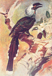 The White - crested hornbill or " Monkey bird " (Ortholophus leucolophus).