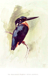 The Black - beaked kingfisher (Alcedo guentheri).