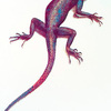 The Red and Blue lizard (Agama colonorum).