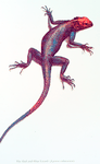 The Red and Blue lizard (Agama colonorum).