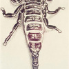 The biggest scorpion in the world (6 1/2 inches) -- Pandinus imperator.