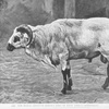 The maned sheep of Liberia (and of West Africa generally).