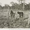 Preparing a rice plantation.