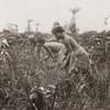 Woman with cutting rice with small knives.