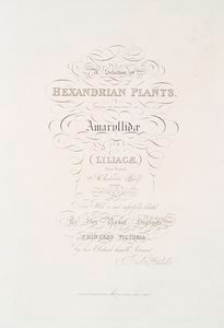 A selection of hexandrian plants, belonging to the natural orders Amaryllidæ and Liliacæ, from drawings by Mrs. Edward Bury, Liverpool