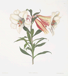 Lilium Japonicum.