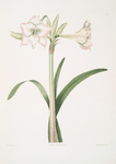 Amaryllis solandriflora var.