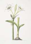 Pancratium calathinum.