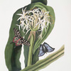 Crinum pedunculatum. [River lily] - 1. Papilio antenor. 2. Papilio menelaus. [Butterflies]
