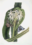 Crinum pedunculatum. [River lily] - 1. Papilio antenor. 2. Papilio menelaus. [Butterflies]