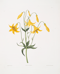 Lilium canadense. [Canada Lily, Wild Yellow Lily]