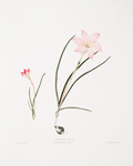 1. Zephyranthes carinatus. 2. Zephyranthes rosea. [Zaphyr lily, Fairy lily, Rain lily]