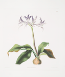 Griffinia hyacinthina.